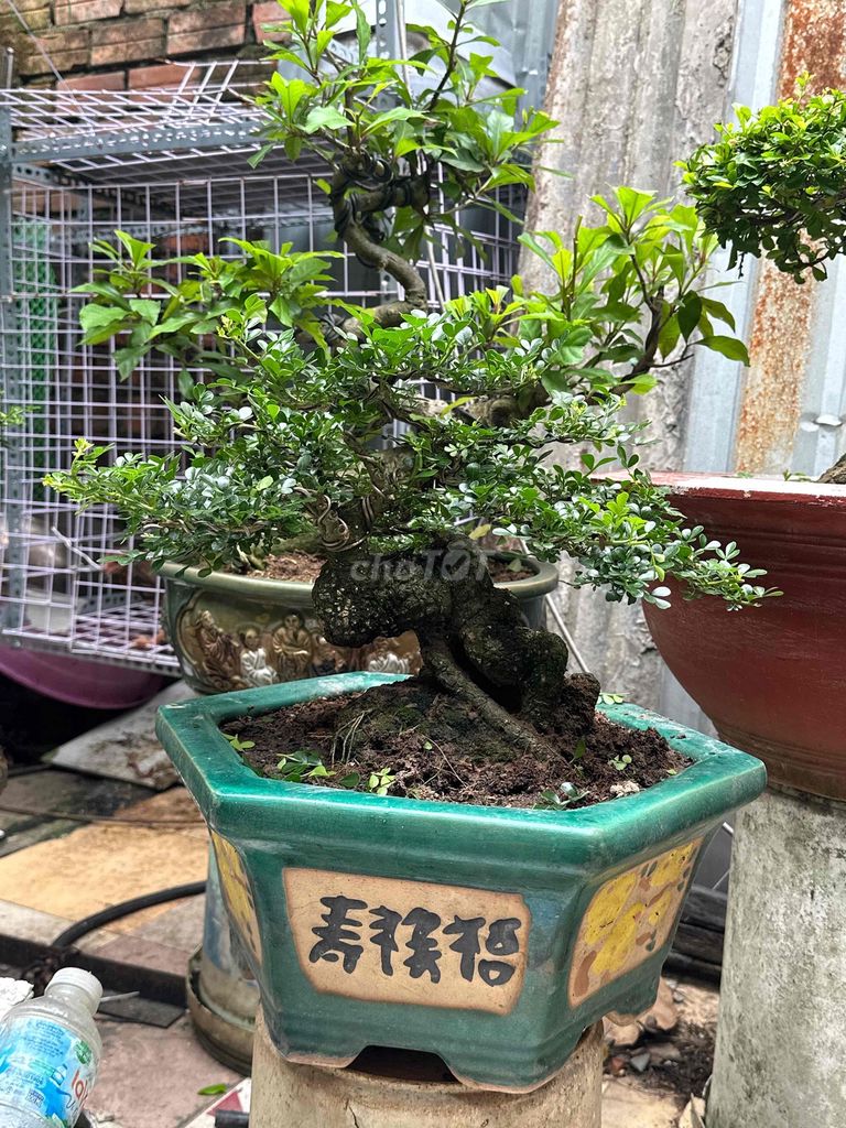 Cần thăng Mini bệ dáng tán bệ lùn múp. Mua bán Cây cảnh, đồ trang trí tại Huyện Củ Chi Tp Hồ Chí Minh được đăng bởi nguyễn quốc Thắng hình 1