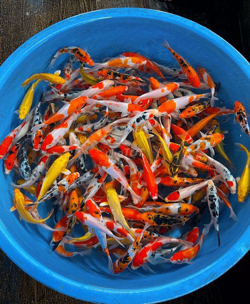 Cá Koi Đa sắc và phi tần BMT. Mua bán Thú cưng khác tại Thành phố Buôn Ma Thuột Đắk Lắk được đăng bởi Cá Cảnh Bá Phong BMT hình 1