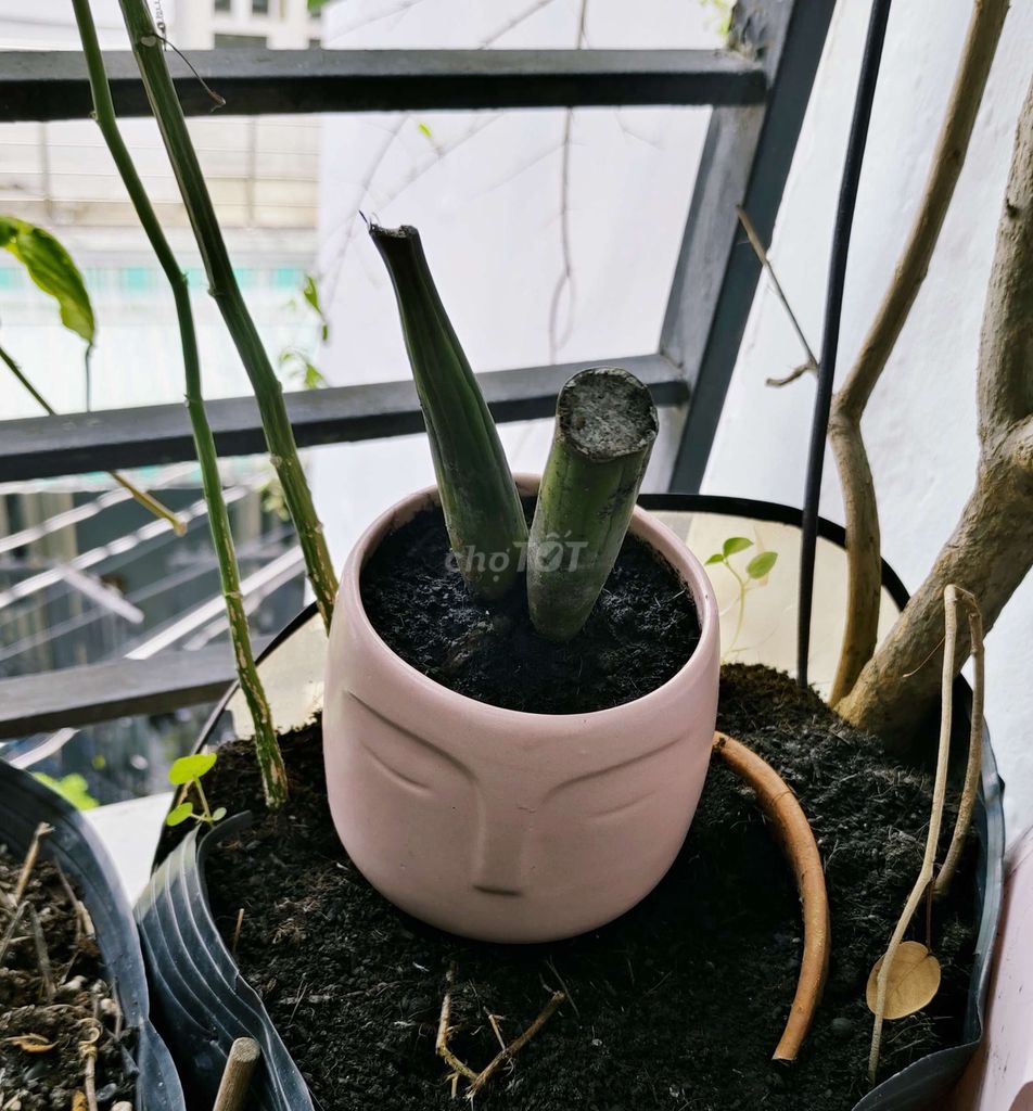 Chồi non cây kim tiền phong thủy chiêu tài. Mua bán Cây cảnh, đồ trang trí tại Quận 8 Tp Hồ Chí Minh được đăng bởi Tùng Nguyên  hình 3