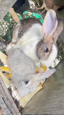 cặp thỏ gần sinh sản. Mua bán Thú cưng khác tại Quận 8 Tp Hồ Chí Minh được đăng bởi Nguyễn Đặng