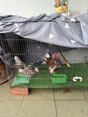 Cặp gà đã đẻ. Mua bán Gà tại Thành phố Thủ Đức Tp Hồ Chí Minh được đăng bởi Lâm