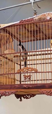 Chim miền trung dài đòn, rất siêng mỏ tố chất. Mua bán Chim tại Quận Gò Vấp Tp Hồ Chí Minh được đăng bởi chiến huỳnh