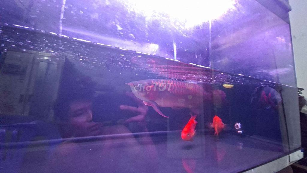 CÁ HUYẾT LONG INDO. Mua bán Thú cưng khác tại Huyện Củ Chi Tp Hồ Chí Minh được đăng bởi Triệu Minh hình 6