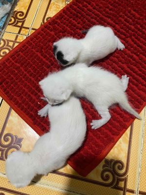 Mèo con Trắng đen 2 tháng tuổi
