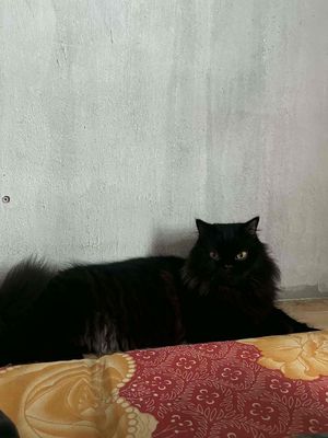 Mèo lông dài Đen Trắng