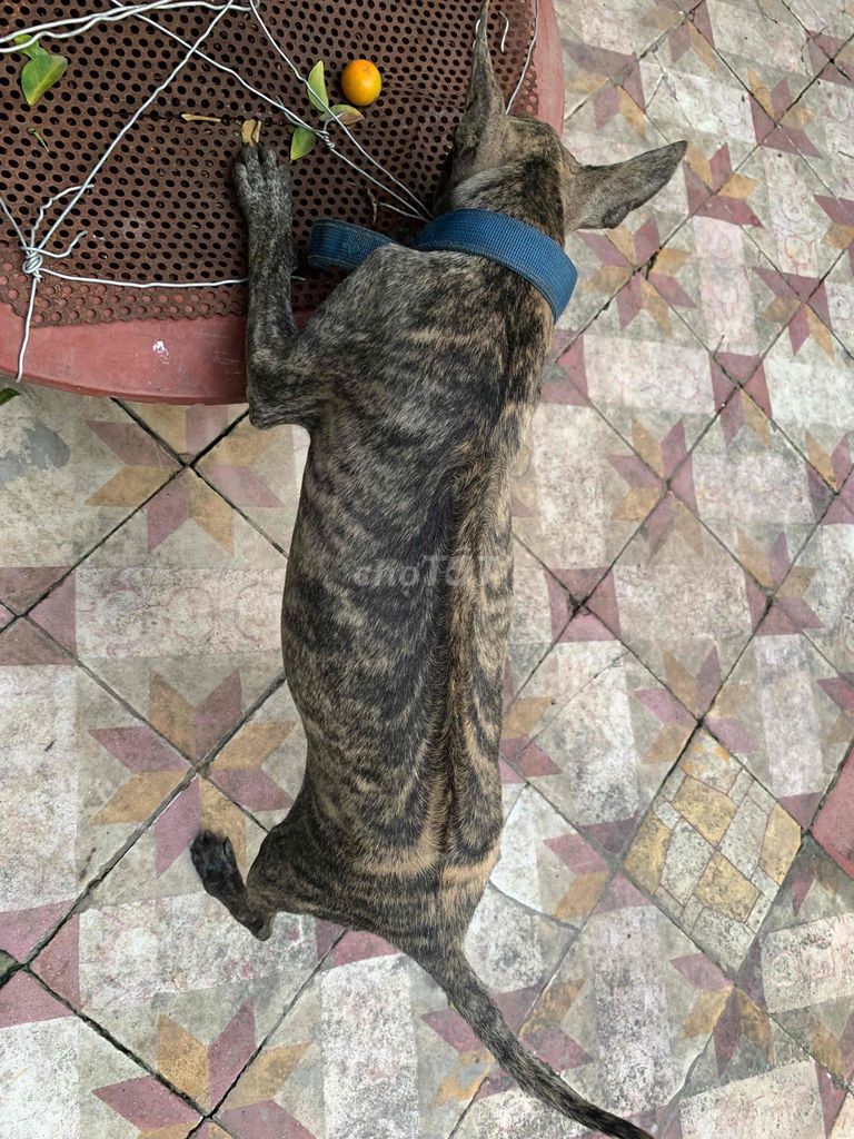 Chó Phú Quốc thuần chủng giống khoẻ mạnh lanh lẹ. Mua bán Chó tại Thành phố Thủ Đức Tp Hồ Chí Minh được đăng bởi Trần Thịnh hình 1