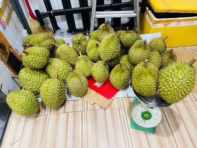 Sầu riêng SẠCH