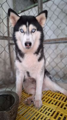 Chó Husky cái giá hời