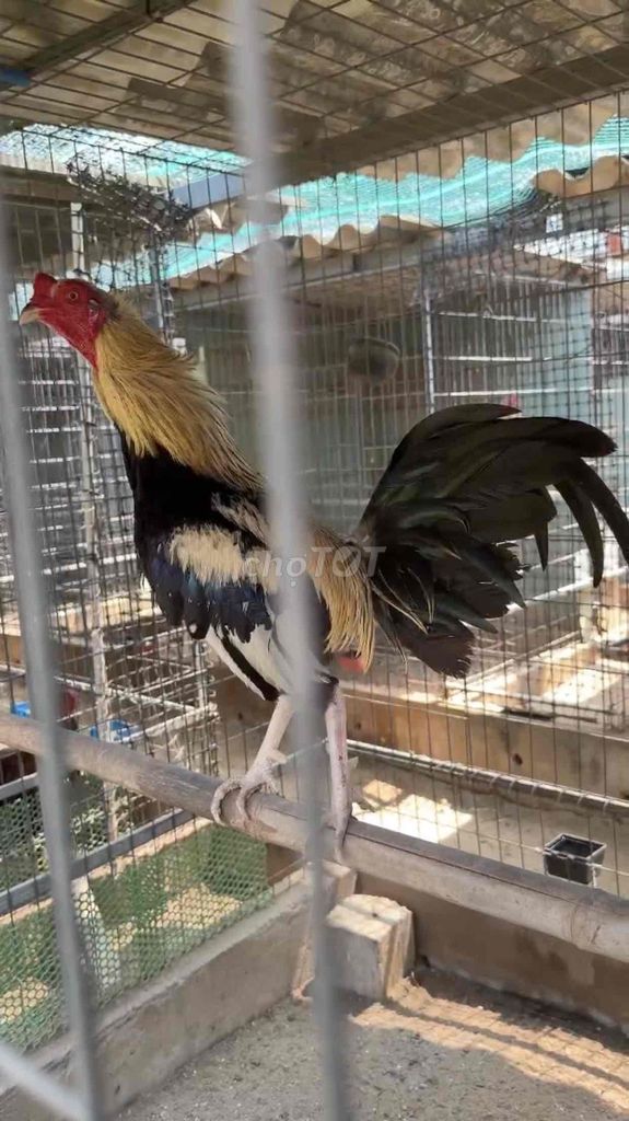 Gà Chuối tony. Mua bán Gà tại Thành phố Thủ Đức Tp Hồ Chí Minh được đăng bởi Hoang hình 1