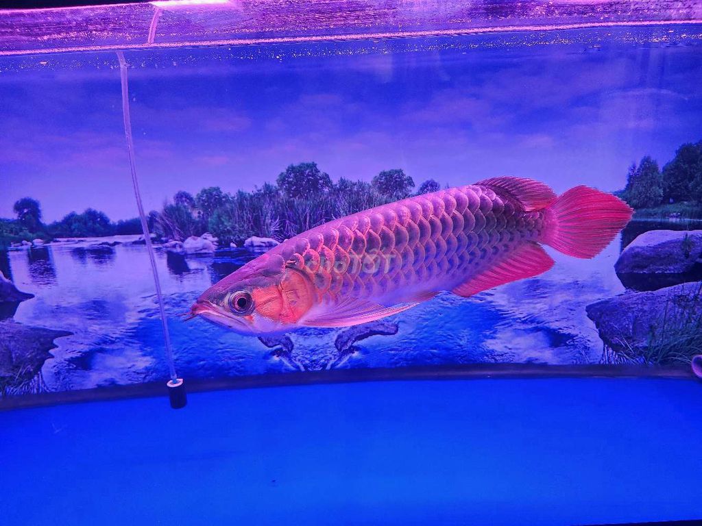 Cá Huyết Long Super Red INDO