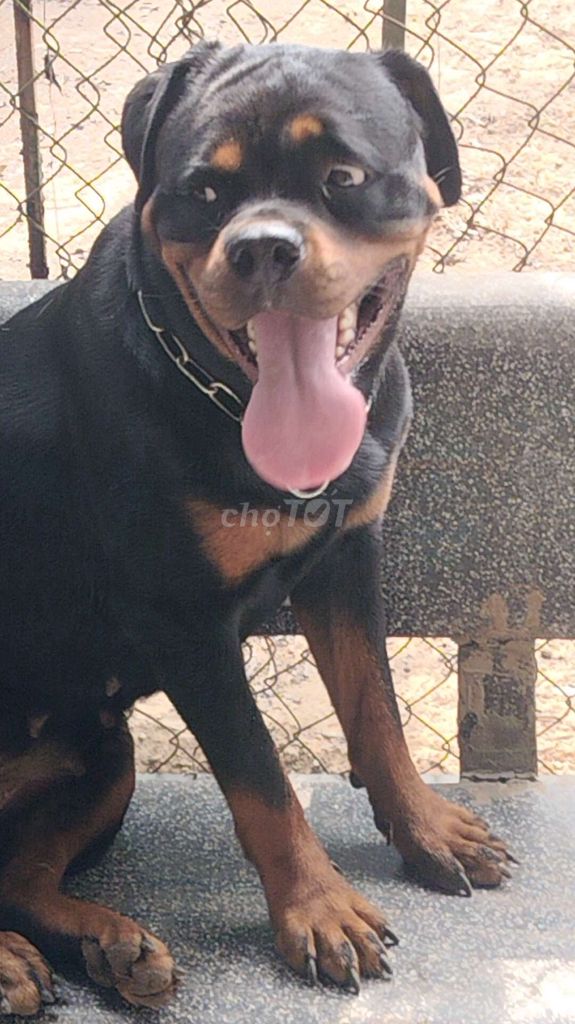 Chó Rotweler. Mua bán Chó tại Huyện Bàu Bàng Bình Dương được đăng bởi Thú Cưng hình 2