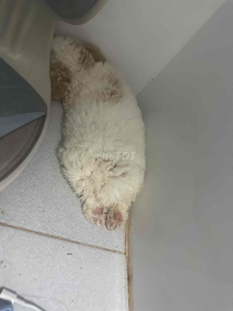 E mua bé mà chủ trọ không cho nuôi nên tìm nhà moi. Mua bán Chó tại Quận Liên Chiểu Đà Nẵng được đăng bởi Nguyễn Trang hình 3