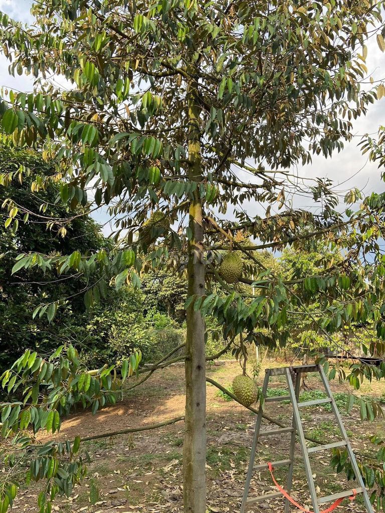Bán Gấp vườn Sầu Riêng cây lớn đã thu hoạch . Đường Bê Tông 5m sẵn .