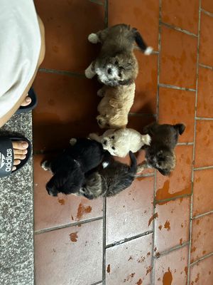 Tìm chủ cho đàn chó lai poodle đủ màu 1,5 tháng