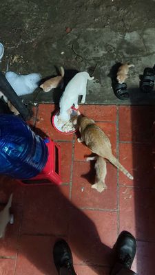 Cho mèo con. Mua bán Mèo tại Thị xã Bến Cát Bình Dương được đăng bởi Toàn Sry