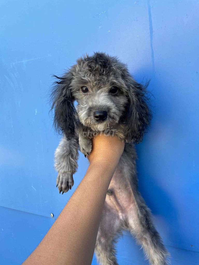 poodle xám. Mua bán Chó tại Huyện Châu Thành Tây Ninh được đăng bởi Linh hình 7