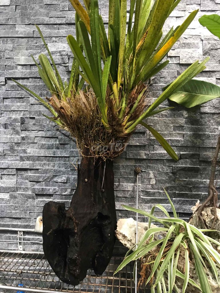 Lan 1 mét không phát triển tốt. Mua bán Cây cảnh, đồ trang trí tại Quận Hải Châu Đà Nẵng được đăng bởi Nguyễn xuân tuấn hình 1
