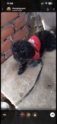 Chó Poodle Đen đã tiêm phòng