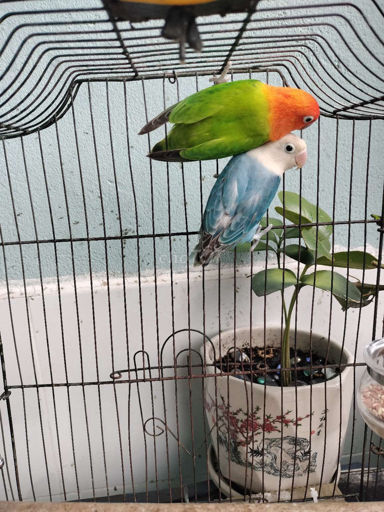 Cặp vet lovebirds lutino, vet zuu hồng ngoan hiền