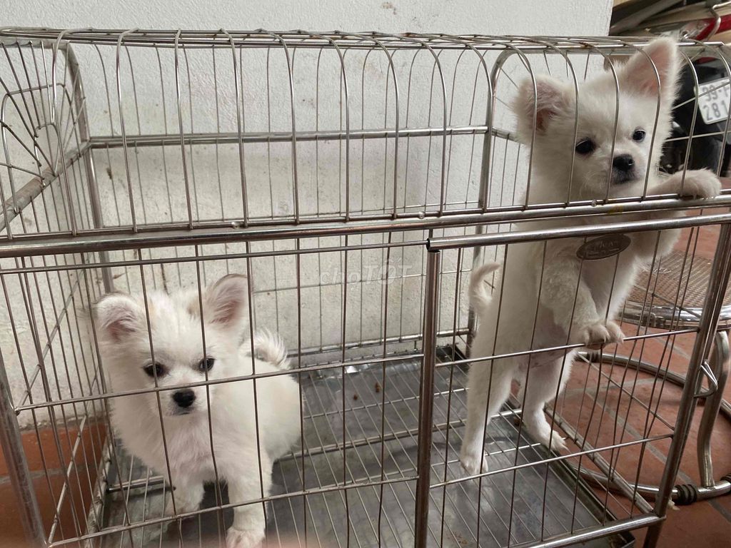 chó phốc sóc lai (đã hết). Mua bán Chó tại Huyện Thuận Thành Bắc Ninh được đăng bởi Nguyễn Văn Phương hình 1