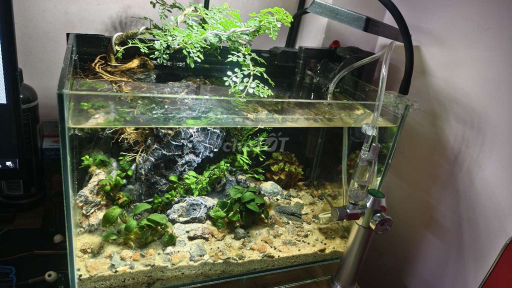 Bể cá cảnh Kính Thủy sinh 35x20x23cm. Mua bán Phụ kiện, Thức ăn, Dịch vụ tại Quận Sơn Trà Đà Nẵng được đăng bởi Tài hình 1