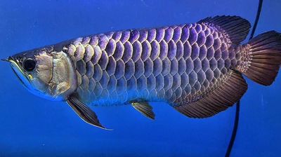 Cá rồng bối tím siêu đẹp 50cm. Mua bán Thú cưng khác tại Huyện Hóc Môn Tp Hồ Chí Minh được đăng bởi  Chú Linh