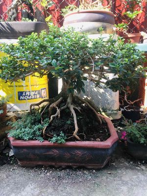 cây bonsai cổ thụ