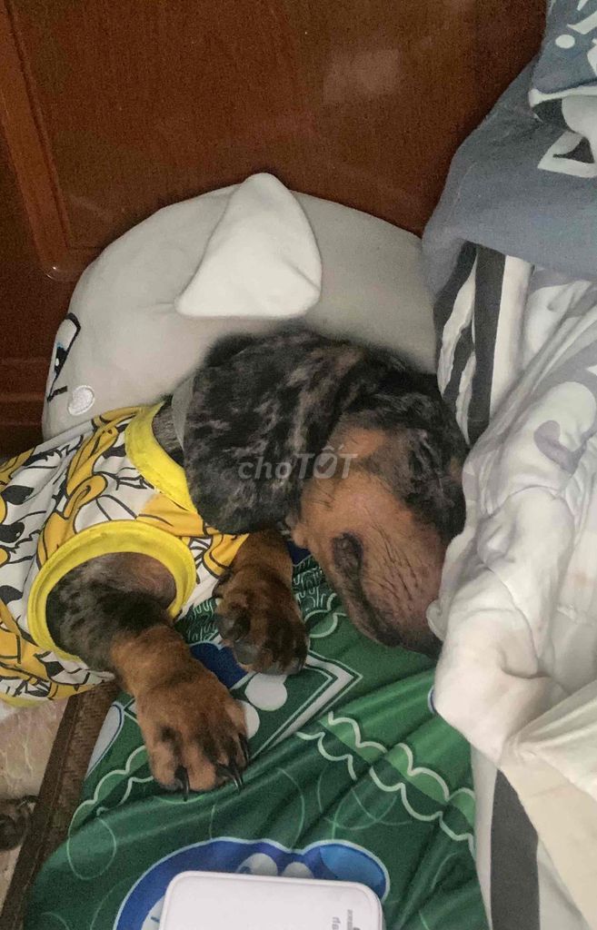 bé trai 4 tháng tuổi tìm nhà mới. Mua bán Chó tại Thành phố Vũng Tàu Bà Rịa - Vũng Tàu được đăng bởi Như Ý hình 2