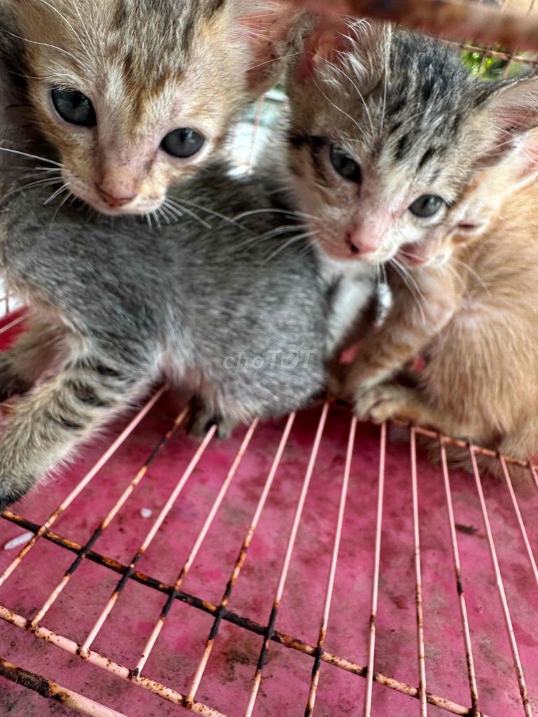 Mèo con Vàng, Xám. Mua bán Mèo tại Thành phố Mỹ Tho Tiền Giang được đăng bởi Nguyen Hong hình 1