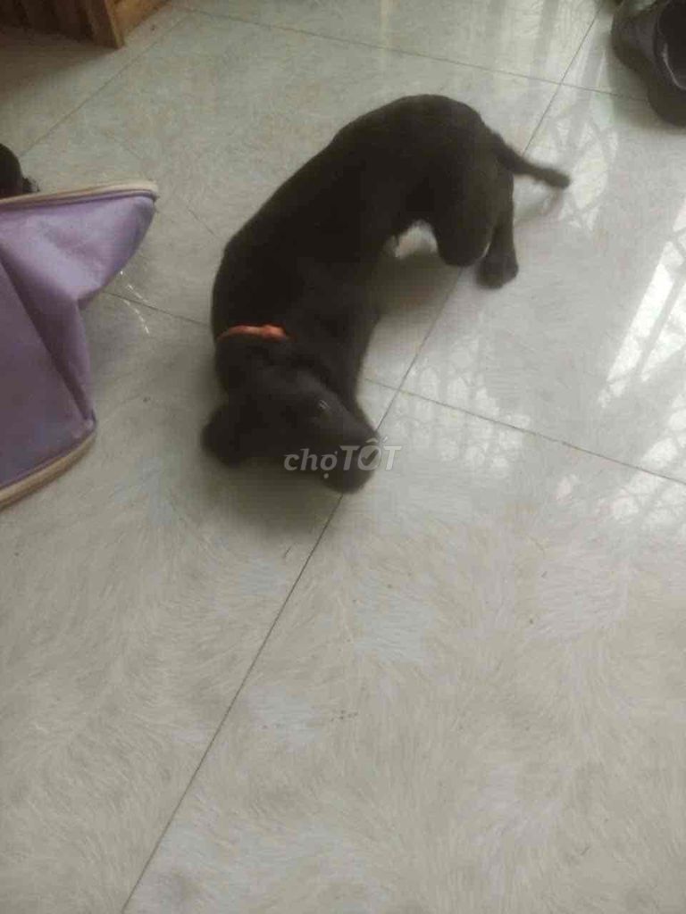 Chó Poodle lai Phốc Sóc Đực đã tiêm. Mua bán Chó tại Quận Thanh Khê Đà Nẵng được đăng bởi nguyễn tuấn hình 1