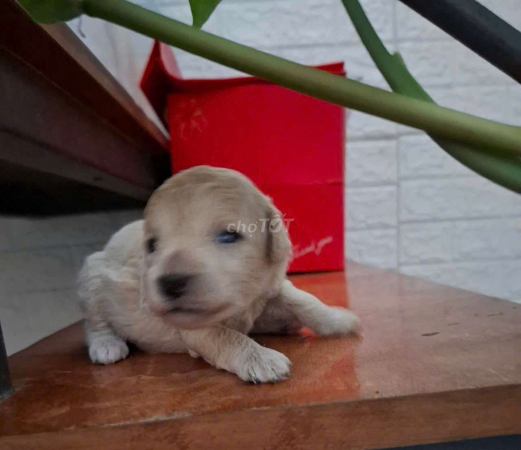 Tìm chủ mới cho poodle. Mua bán Chó tại Quận Thanh Khê Đà Nẵng được đăng bởi nga vo van hình 2