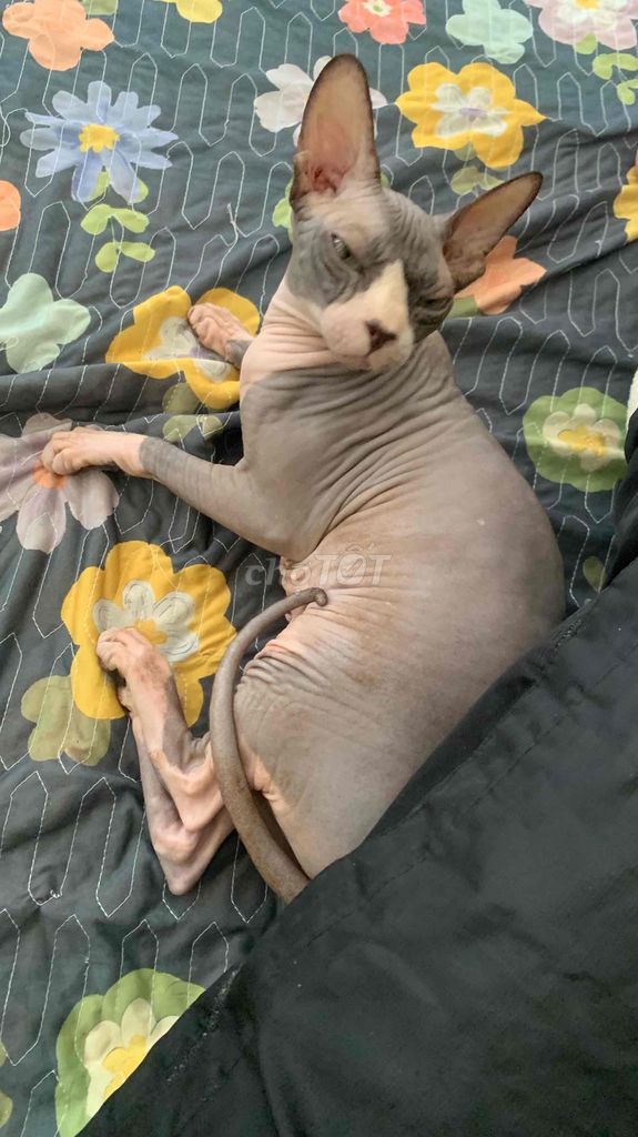 Mèo Sphynx xám 2 tuổi không lông. Mua bán Mèo tại Quận Hoàng Mai Hà Nội được đăng bởi Nam Viet hình 1