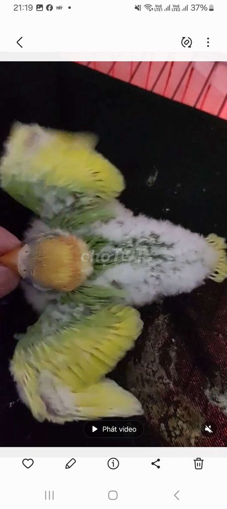 Vẹt Lovebird Vàng xanh lá trắng. Mua bán Chim tại Quận Long Biên Hà Nội được đăng bởi tổng kho gia dụng  hình 1