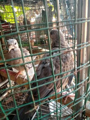 Thái tốc độ. Mua bán Chim tại Thành phố Biên Hòa Đồng Nai được đăng bởi Hoàng Hải 334