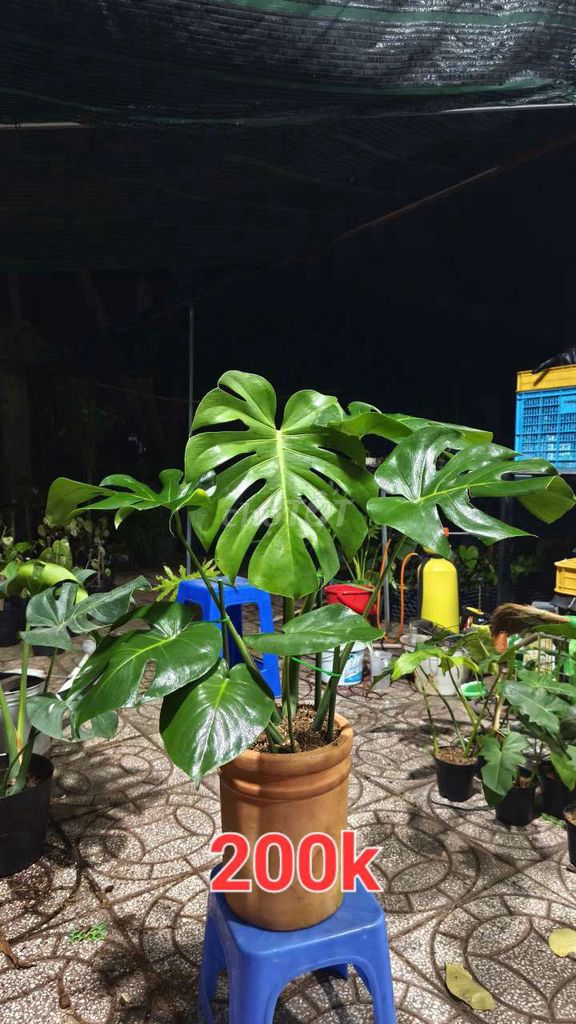 Cây cảnh Trầu bà Nam Mỹ Monstera. Mua bán Cây cảnh, đồ trang trí tại Quận Cái Răng Cần Thơ được đăng bởi gia dụng rẻ  hình 1