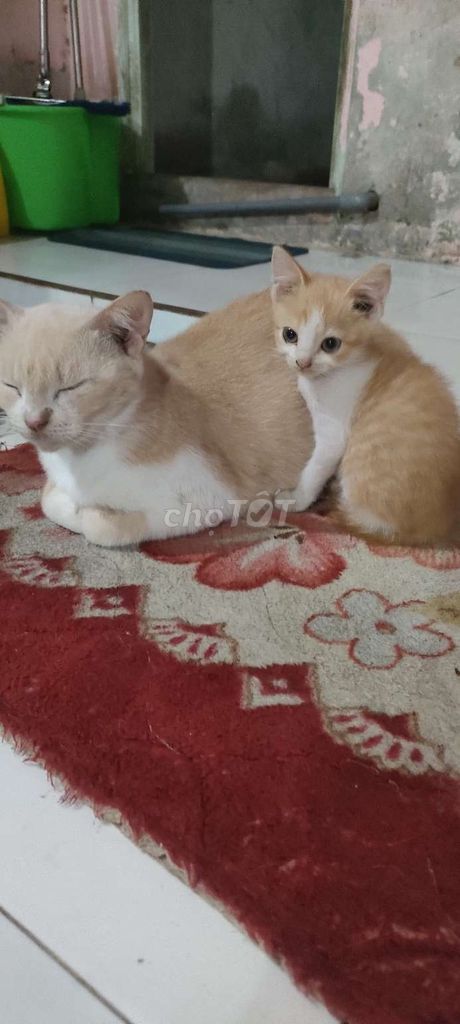Mèo Vàng trắng Cả hai. Mua bán Mèo tại Quận Ninh Kiều Cần Thơ được đăng bởi  Lê Hồng  hình 1