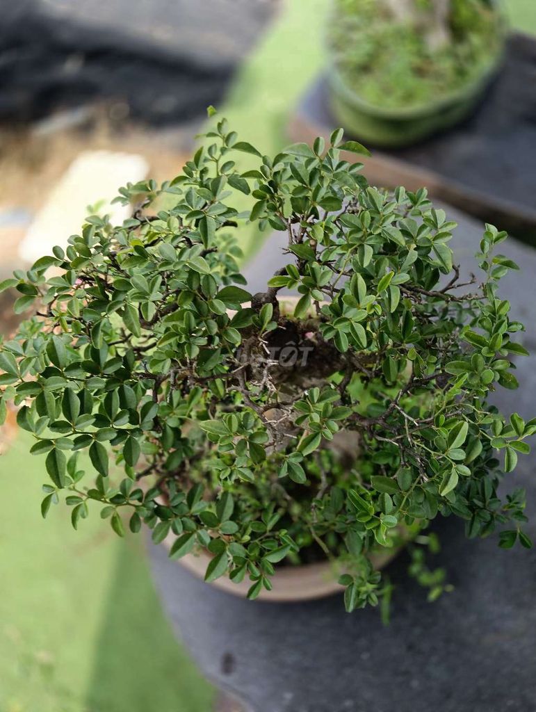 Cây cảnh Kim quýt siêng trái thuần chậu. Mua bán Cây cảnh, đồ trang trí tại Quận Bình Tân Tp Hồ Chí Minh được đăng bởi Cây cảnh sàigòn hình 1