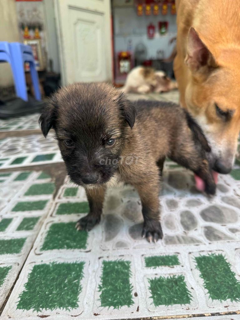 Chó Phú Quốc lai. Mua bán Chó tại Quận Bình Tân Tp Hồ Chí Minh được đăng bởi lê hà hình 1