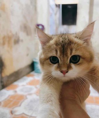Mèo Anh lông ngắn Golden 5 tháng