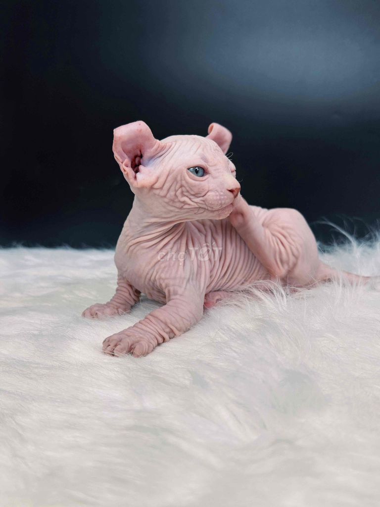 Mèo Sphynx đực 3 tháng. Mua bán Mèo tại Quận Đống Đa Hà Nội được đăng bởi Trương Tuấn Giang hình 1