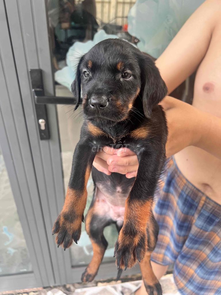 Chó Labrador con dưới 5 tháng