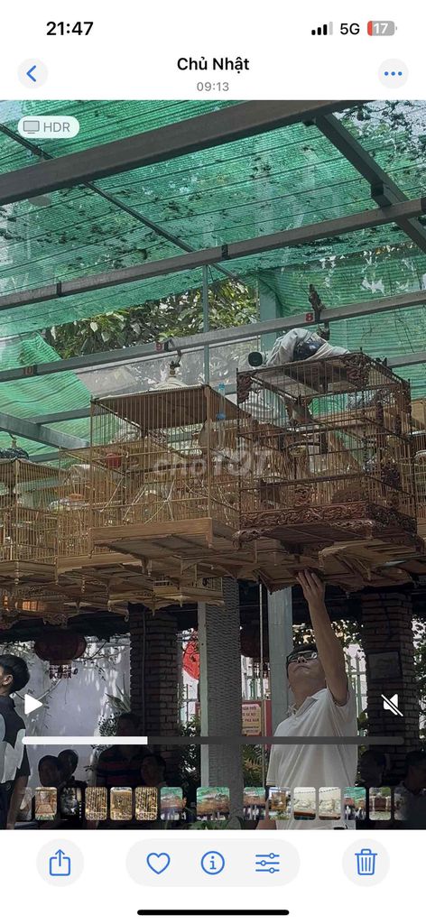 chim mùa 2 bắt giá cao về nuôi tụt cần ra nhanh