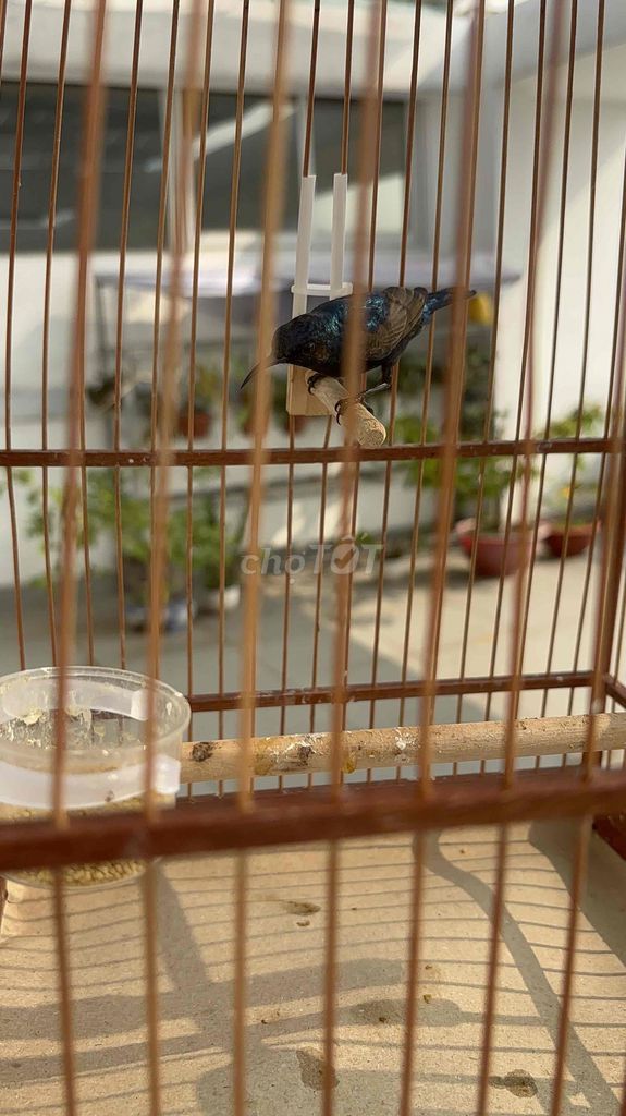 Chim Hút mật họng đen 2 mùa bao Thuần. Mua bán Chim tại Quận 7 Tp Hồ Chí Minh được đăng bởi Đặng Huỳnh Trọng Khải hình 1