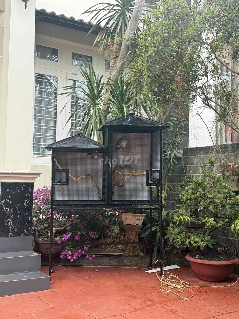cần bán lồng avi nuôi chim. Mua bán Phụ kiện, Thức ăn, Dịch vụ tại Huyện Krông Năng Đắk Lắk được đăng bởi Thông  hình 1