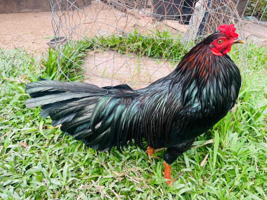 Gà tơ đen 2.7kg. Mua bán Gà tại Huyện Cái Bè Tiền Giang được đăng bởi 1994   ý mỹ Thuận hình 1