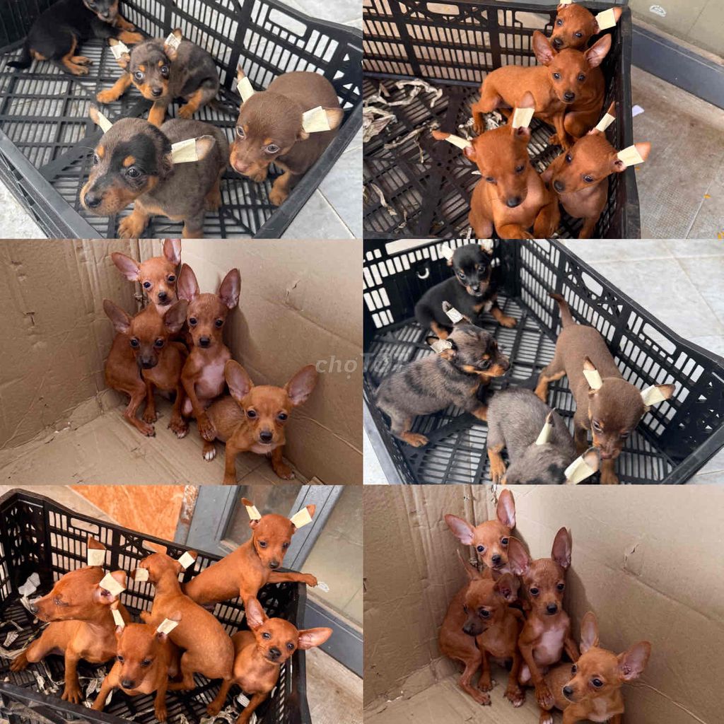 phốc nhà nuôi. Mua bán Chó tại Quận Cẩm Lệ Đà Nẵng được đăng bởi Anh Pet Shop hình 1