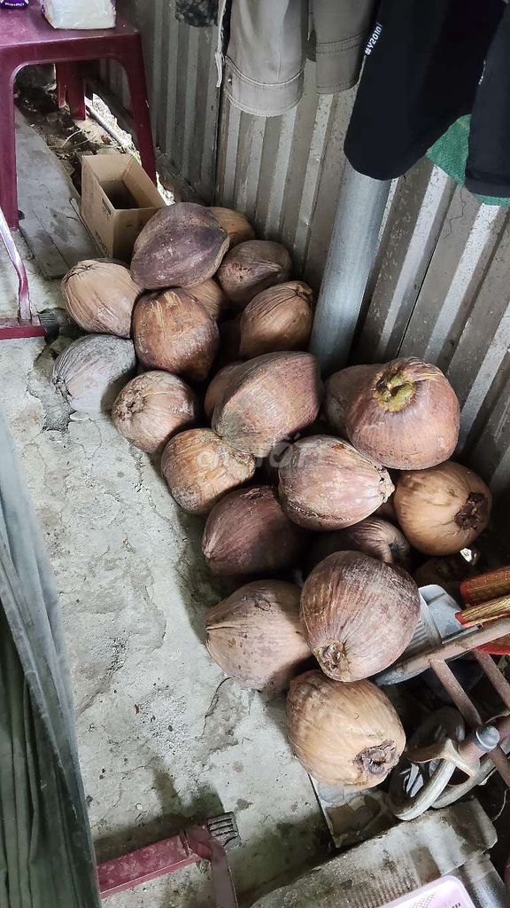 Dừa khô mới hái. Mua bán Đồ ăn, thực phẩm và các loại khác tại Huyện Phong Điền Cần Thơ được đăng bởi Đạt Chuyên Gà Đổ Tại Nhà hình 1