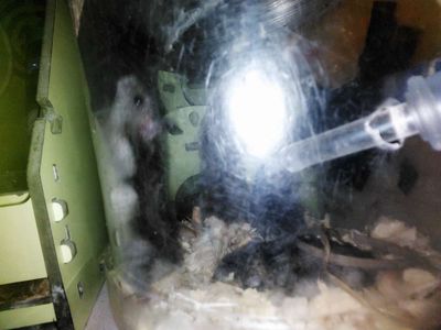 E có 4 bé hamster sóc chuột 40k giá rẻ lắm rồi. Mua bán Thú cưng khác tại Huyện Hòa Vang Đà Nẵng được đăng bởi Đời tôi Sống gió