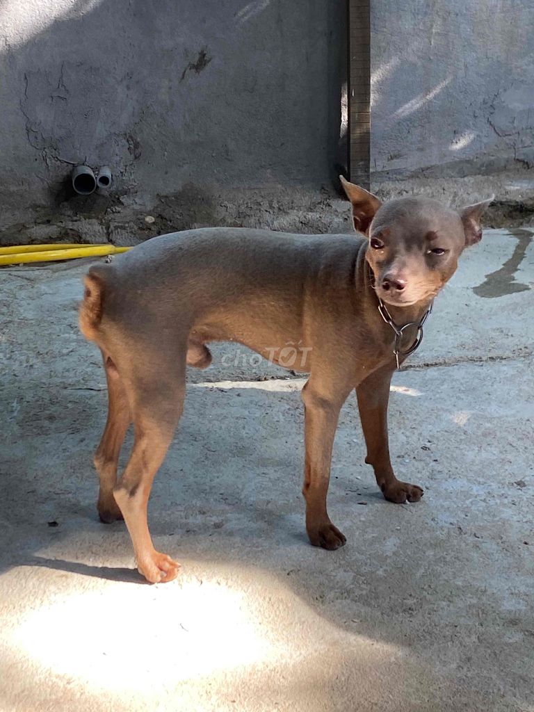 Bán gấp cặp phóc hưu dọn nhà.. Mua bán Chó tại Quận 1 Tp Hồ Chí Minh được đăng bởi Minh hình 3