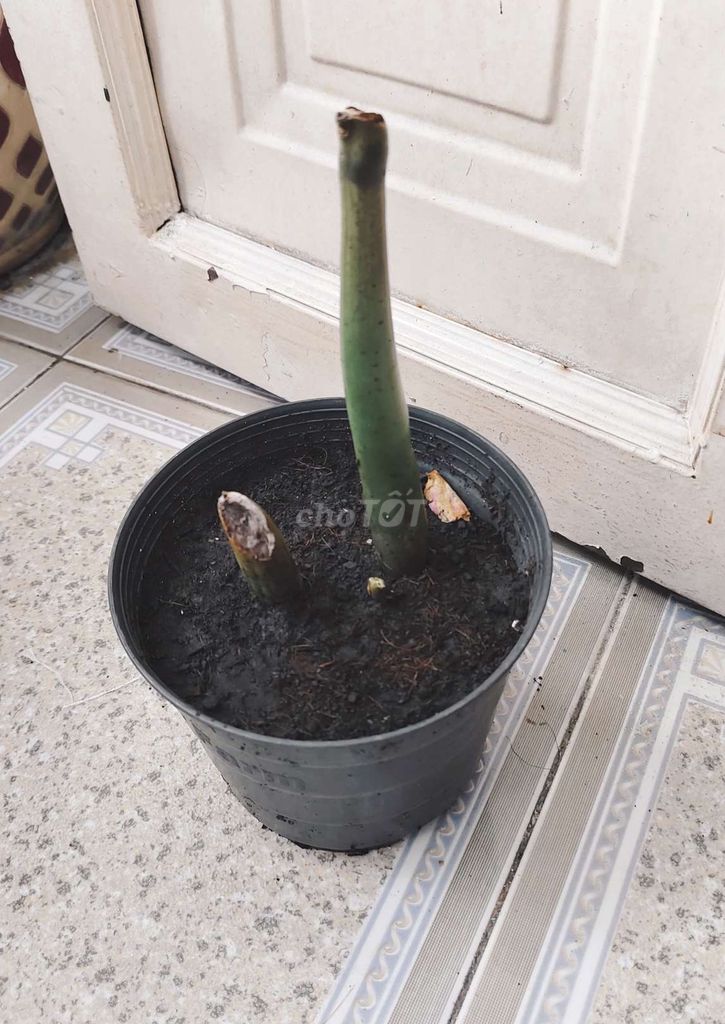 Chồi non cây kim tiền phong thủy chiêu tài. Mua bán Cây cảnh, đồ trang trí tại Quận 8 Tp Hồ Chí Minh được đăng bởi Tùng Nguyên  hình 2